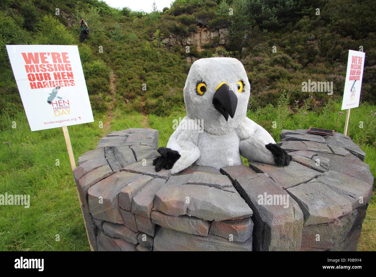 Mascotte della campagna "Henry Albanella reale' assiste Albanella reale giorno 2015 nel distretto di Peak, Derbyshire, in Inghilterra, Regno Unito Foto Stock