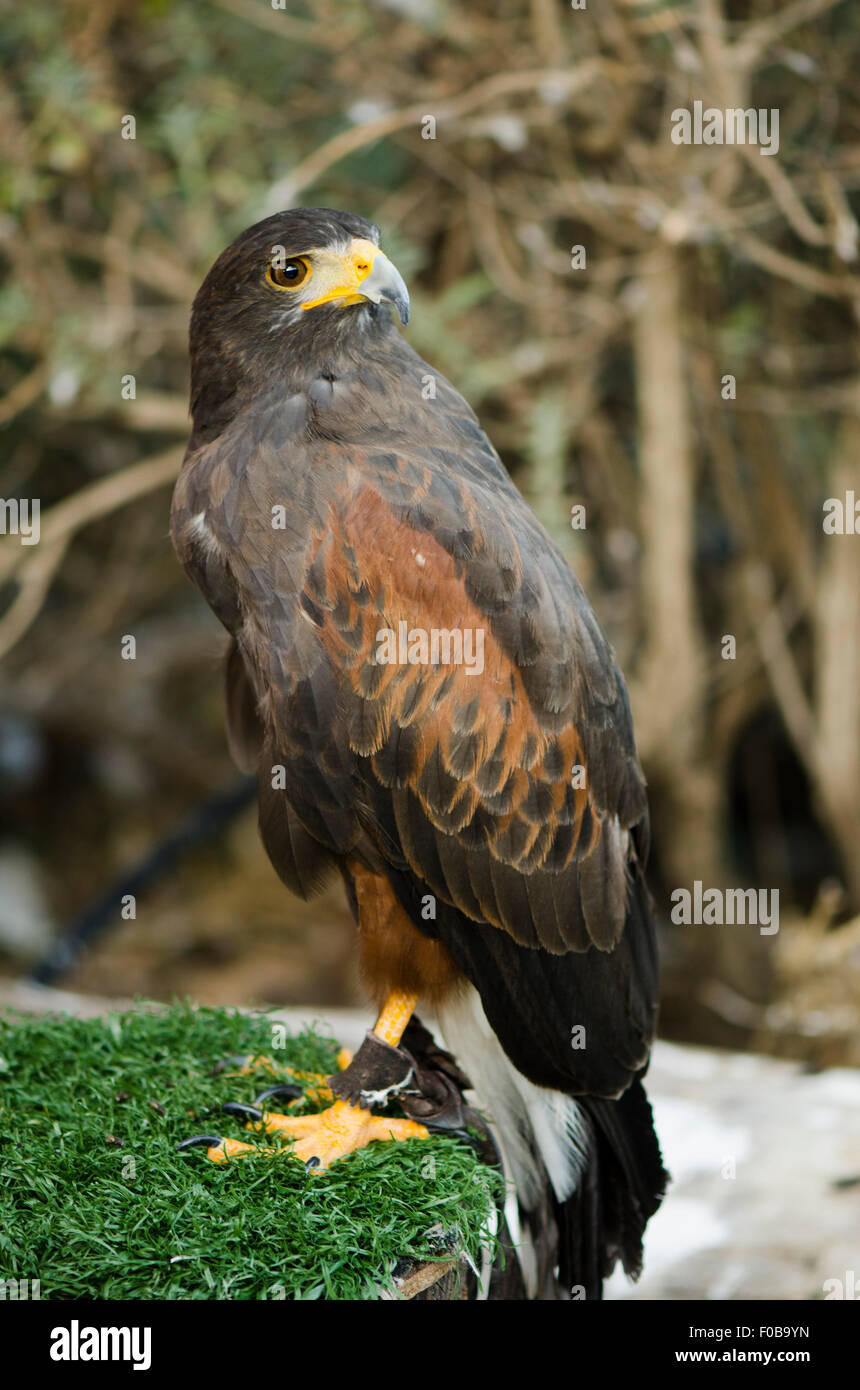 Harris' Hawk, Parabuteo unicinctus a spettacolo di falconeria in montagna, Benalmadena, Spagna. Foto Stock
