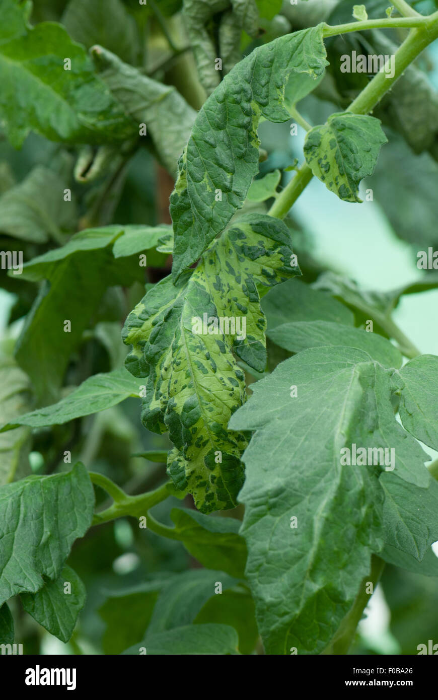 Virus del mosaico di pomodoro immagini e fotografie stock ad alta  risoluzione - Alamy