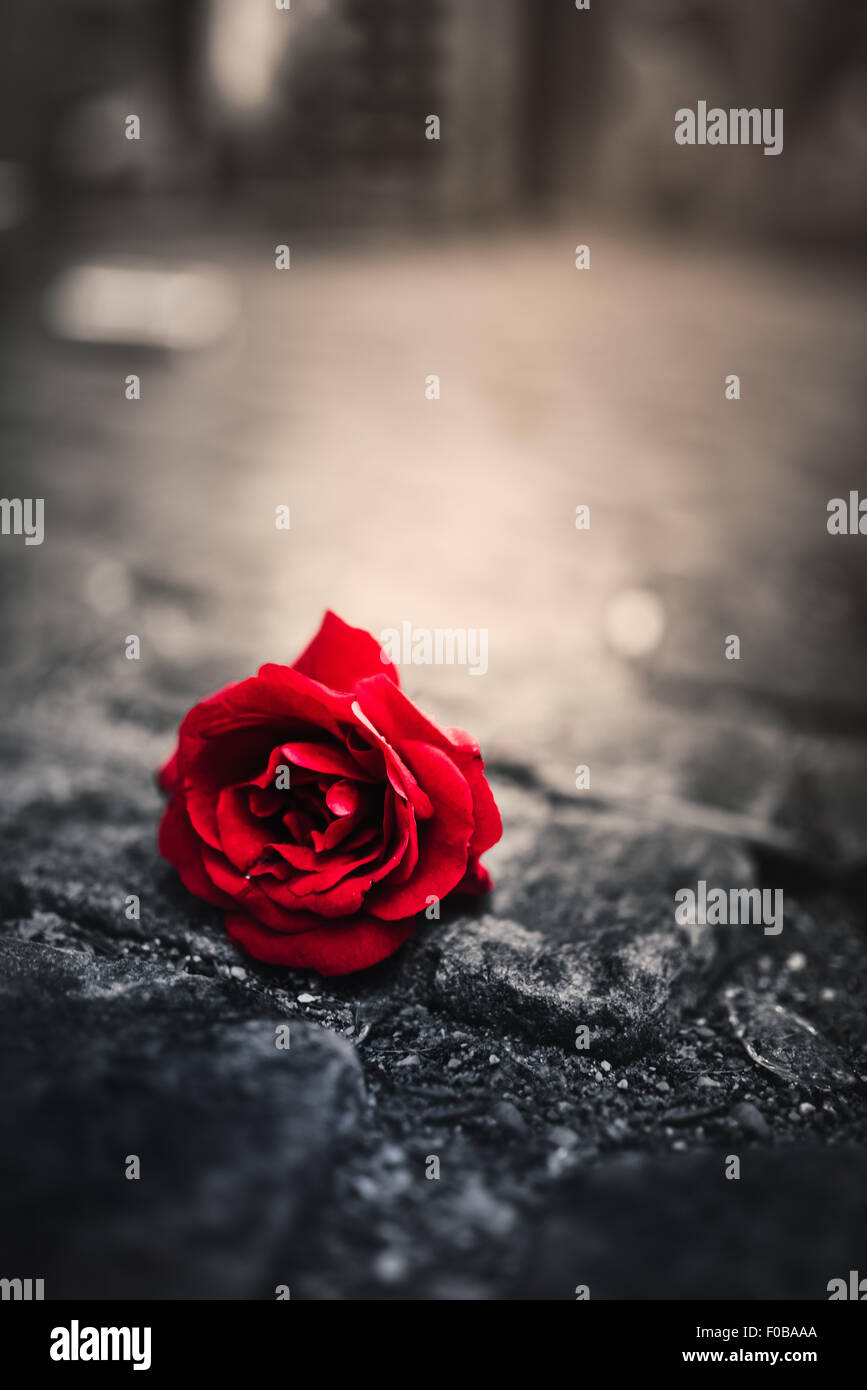 Red Rose su ciottolo pavemeant Foto Stock