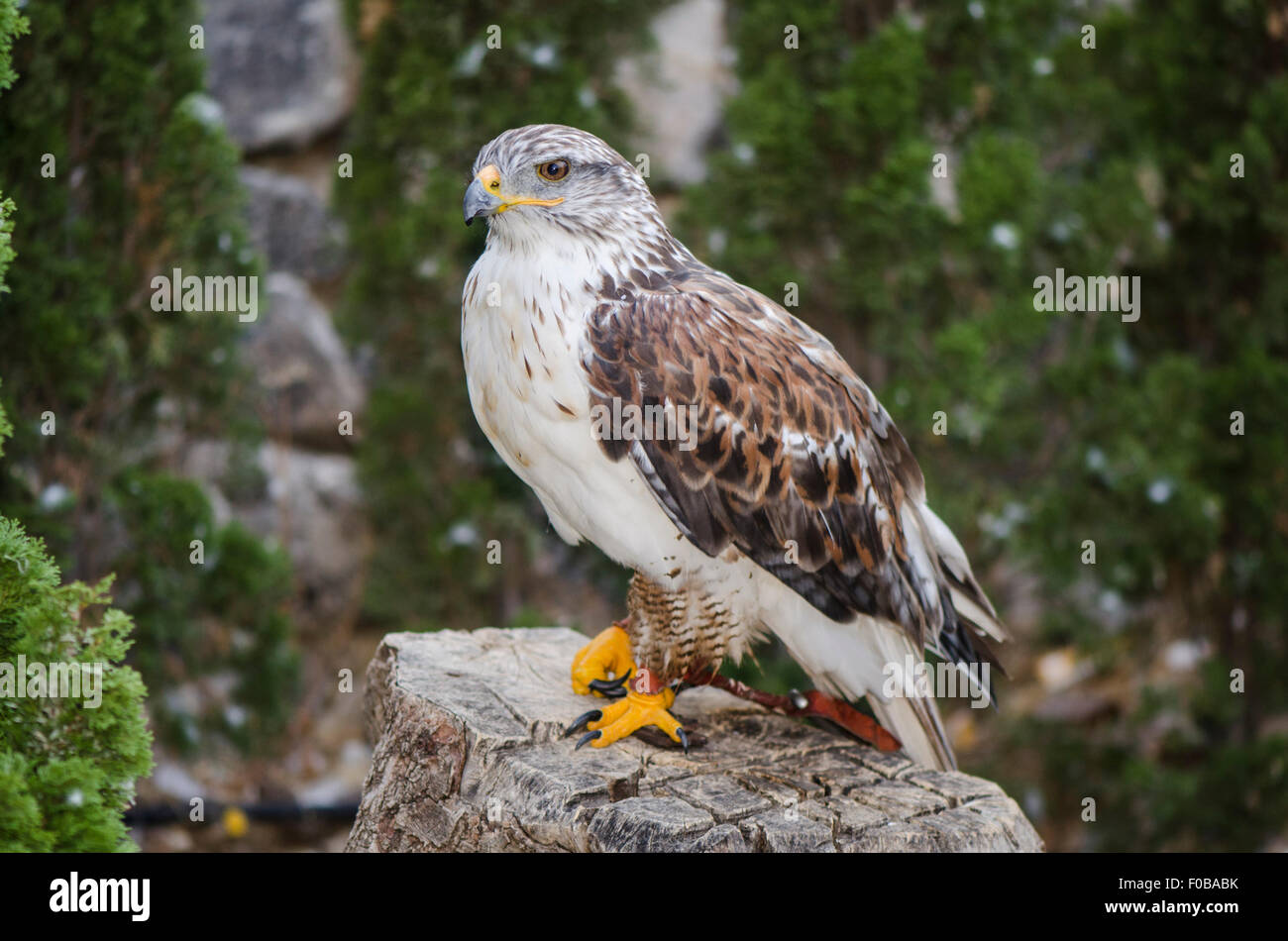 Falco ferruginosa, Buteo regalis a spettacolo di falconeria in montagna, Benalmadena, Spagna. Foto Stock