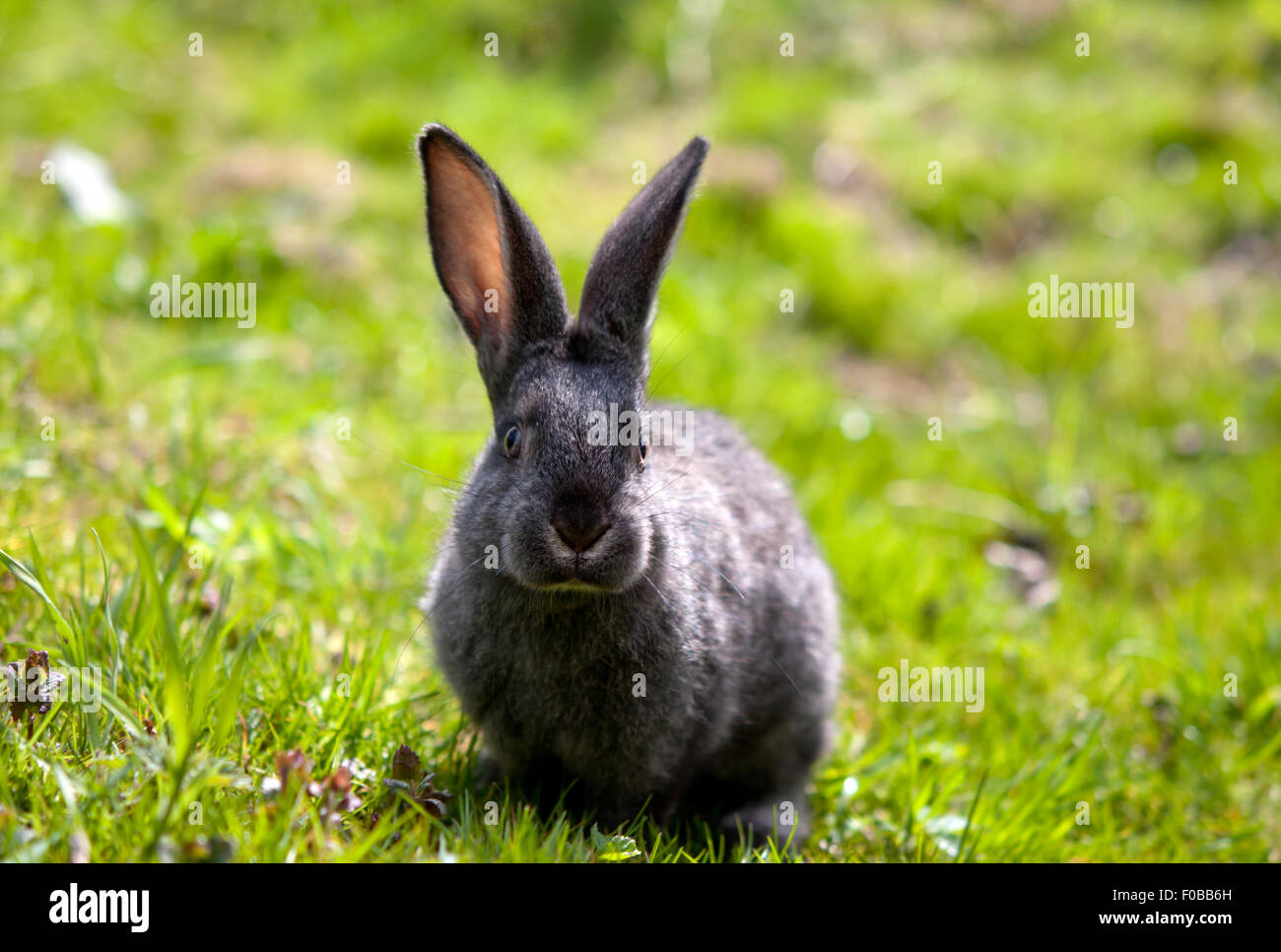 Piccolo coniglio è su un pascolo Foto Stock