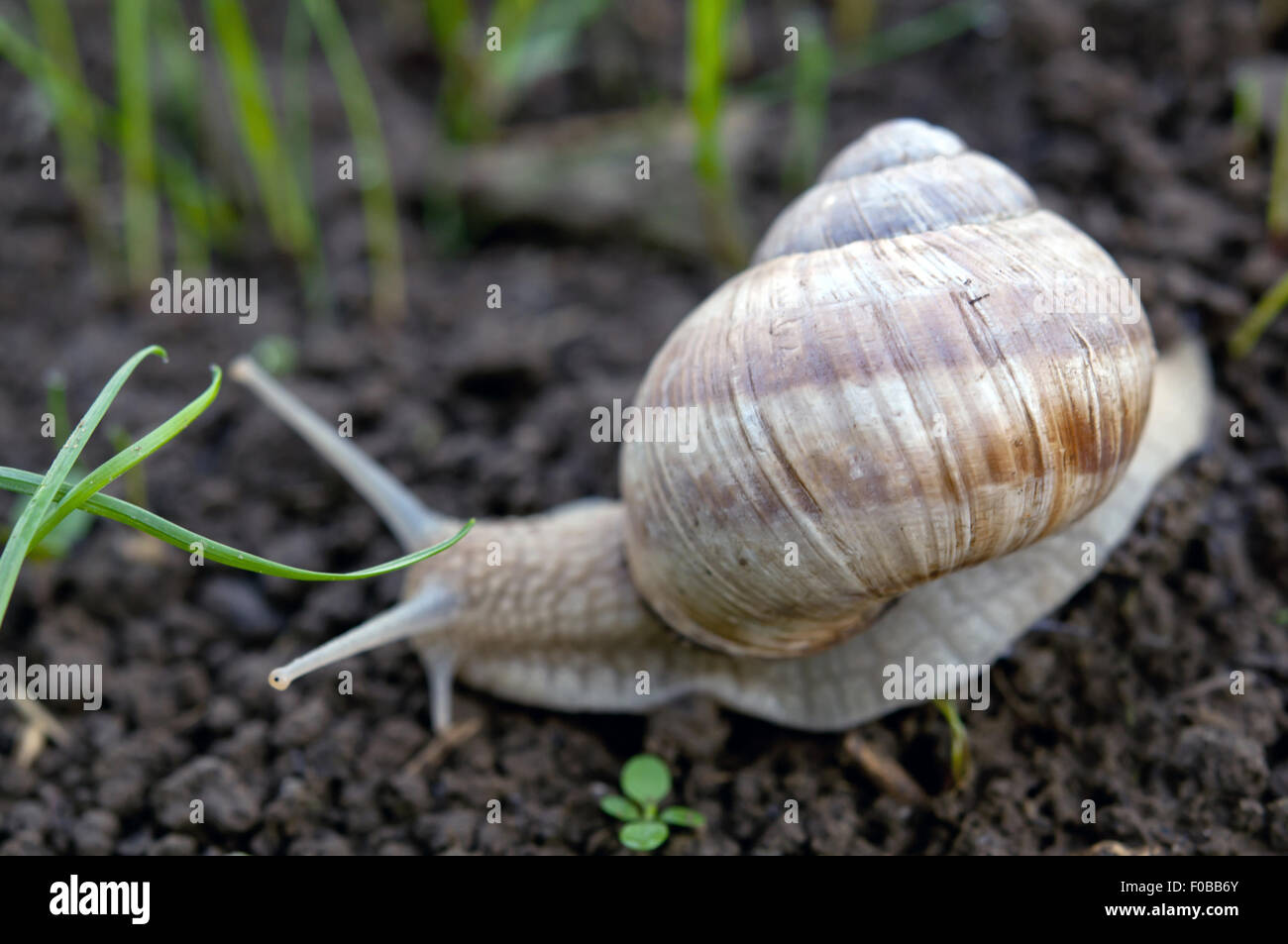 Lumaca si insinua lungo il terreno con erba verde Foto Stock