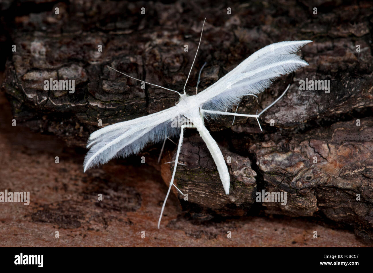 Pennacchio bianco tarma (Pterophorus pentadactyla) adulto, appollaiato su legno morto in un giardino in Thirsk, North Yorkshire. Luglio. Foto Stock