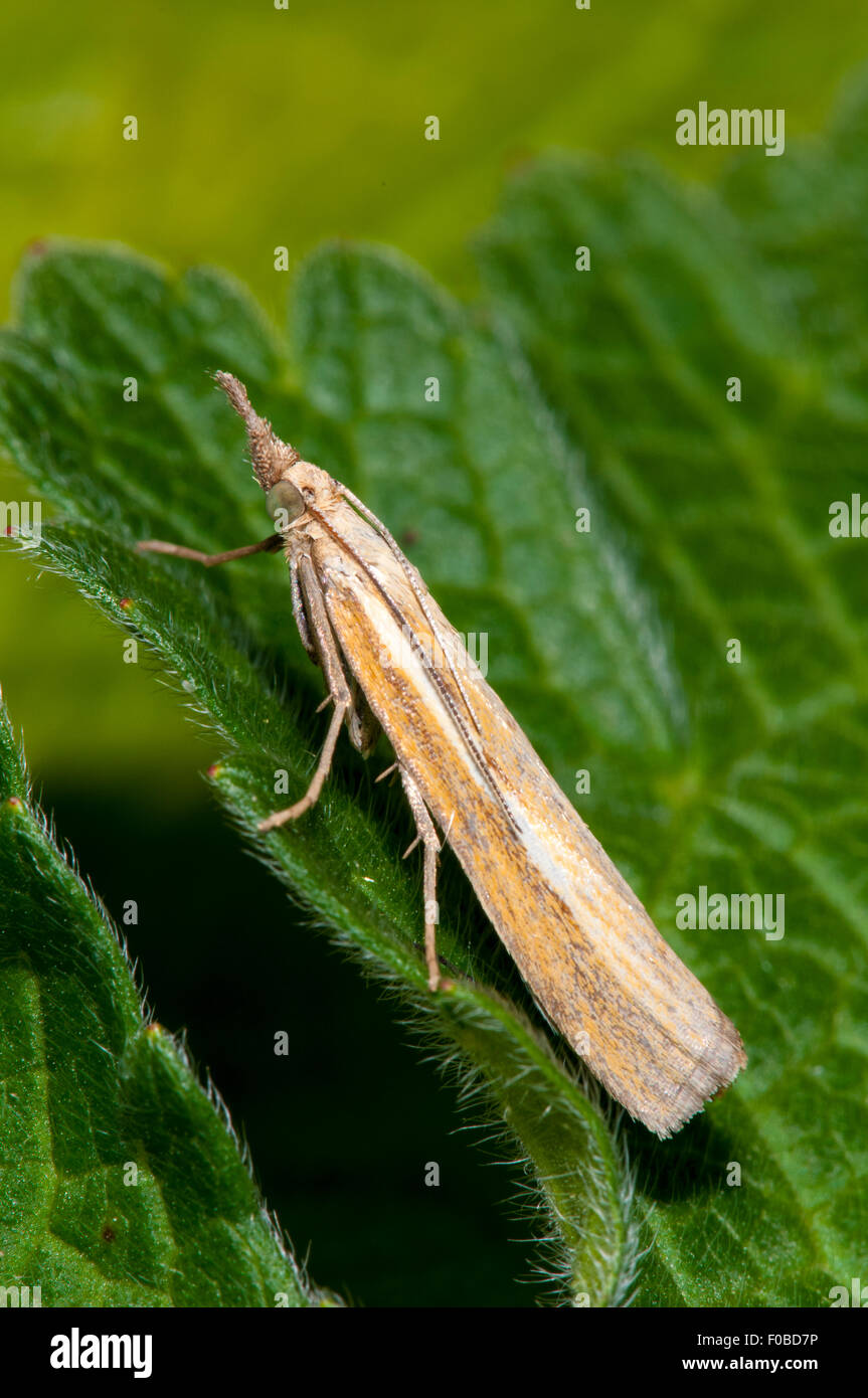 Micro moth Agriphila tristella adulto arroccato su una foglia in un giardino in Sowerby, North Yorkshire. Agosto. Foto Stock