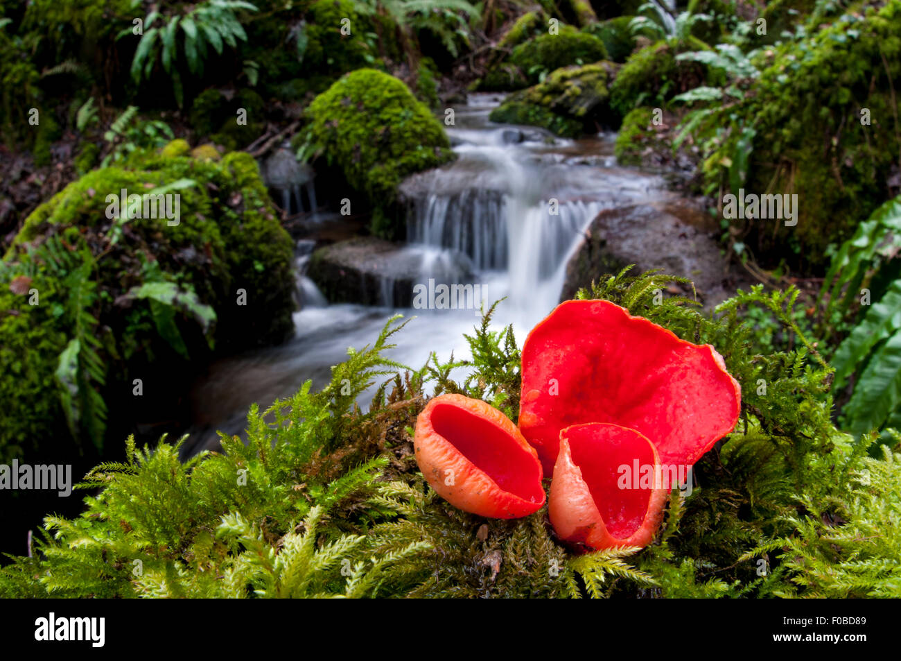 Scarlet elfcup funghi Sarcoscypha austriaca) cresce su moss coperte di legno morto da Grewelthorpe Beck in boschi di Hackfall, Nord Yor Foto Stock