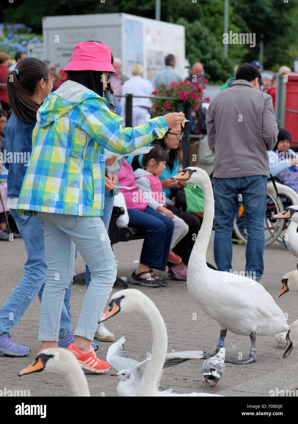 I turisti a Bowness-On-Windermere alimentazione dei cigni e uccelli chips finisce per perdere la maggior parte di loro pasto Foto Stock