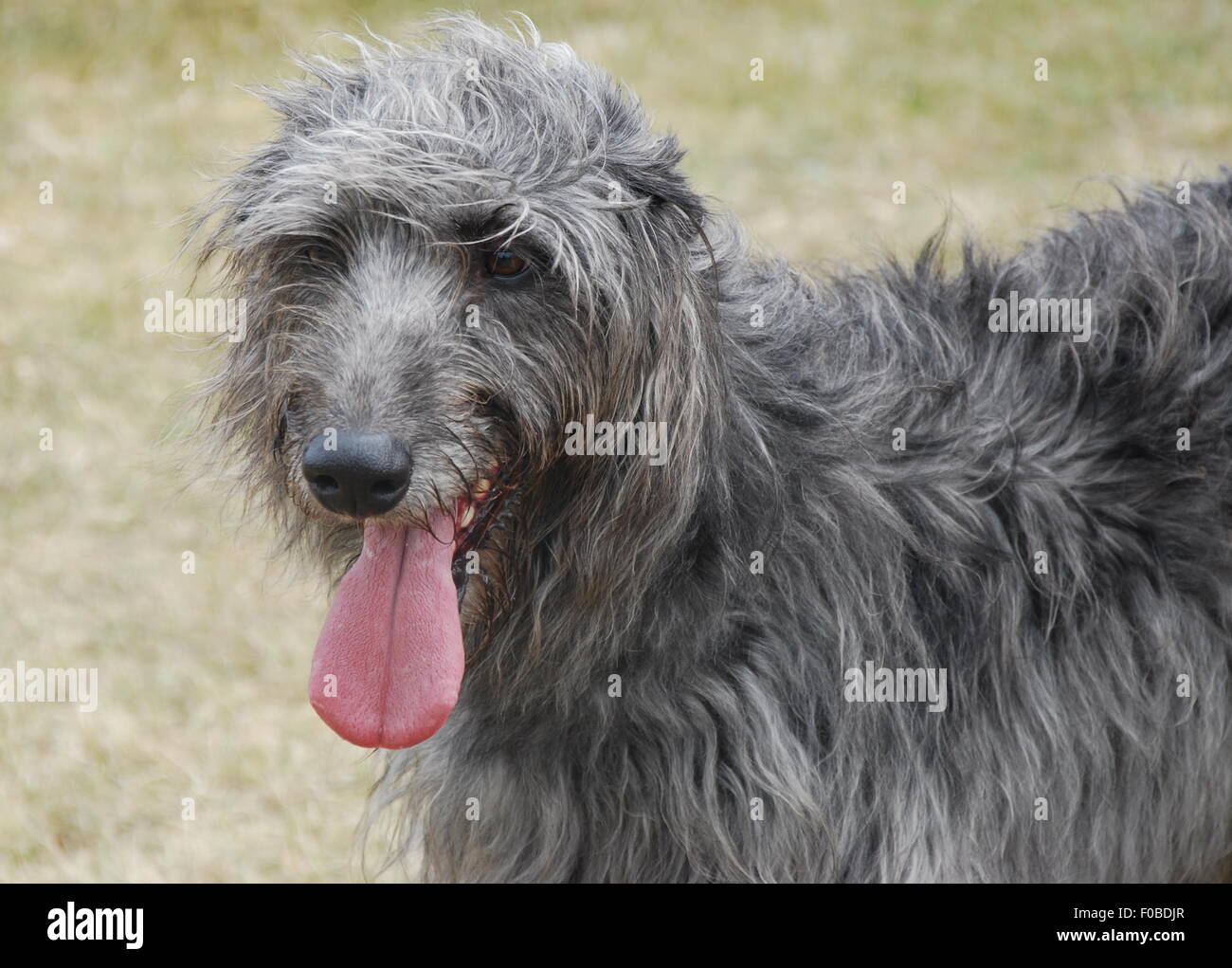 Ansimando, wolfhound wolfhound con la lingua di fuori, ansimando cane, cane di grandi dimensioni Foto Stock