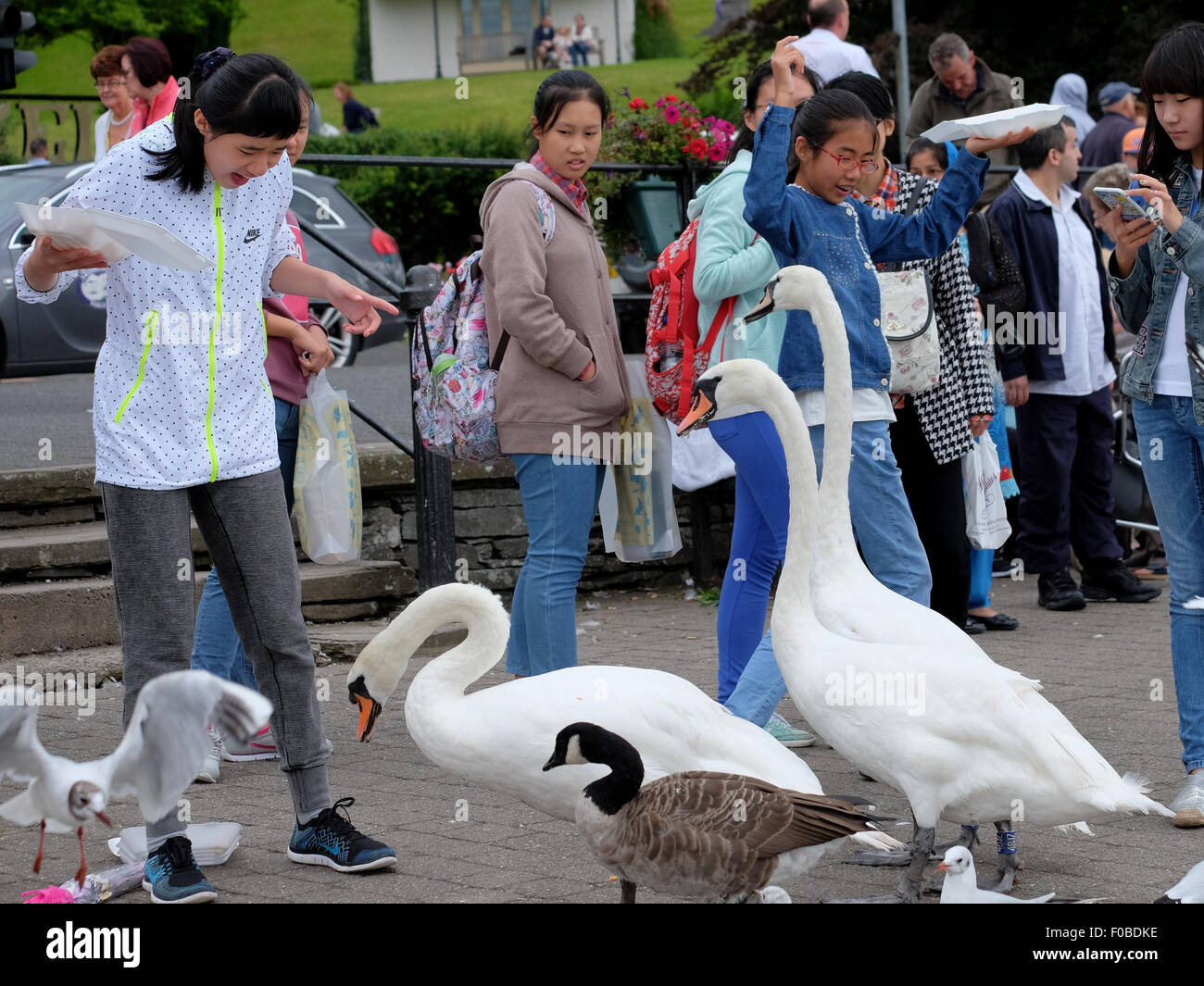 I turisti a Bowness-On-Windermere alimentazione dei cigni e uccelli chips finisce per perdere la maggior parte di loro pasto Foto Stock