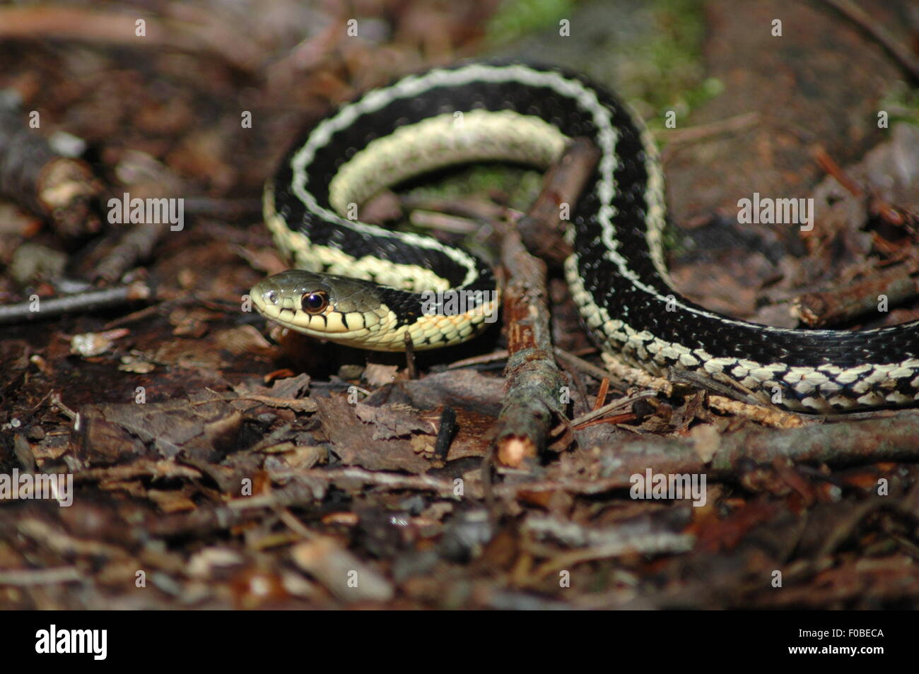 Giarrettiera orientale Snake Foto Stock