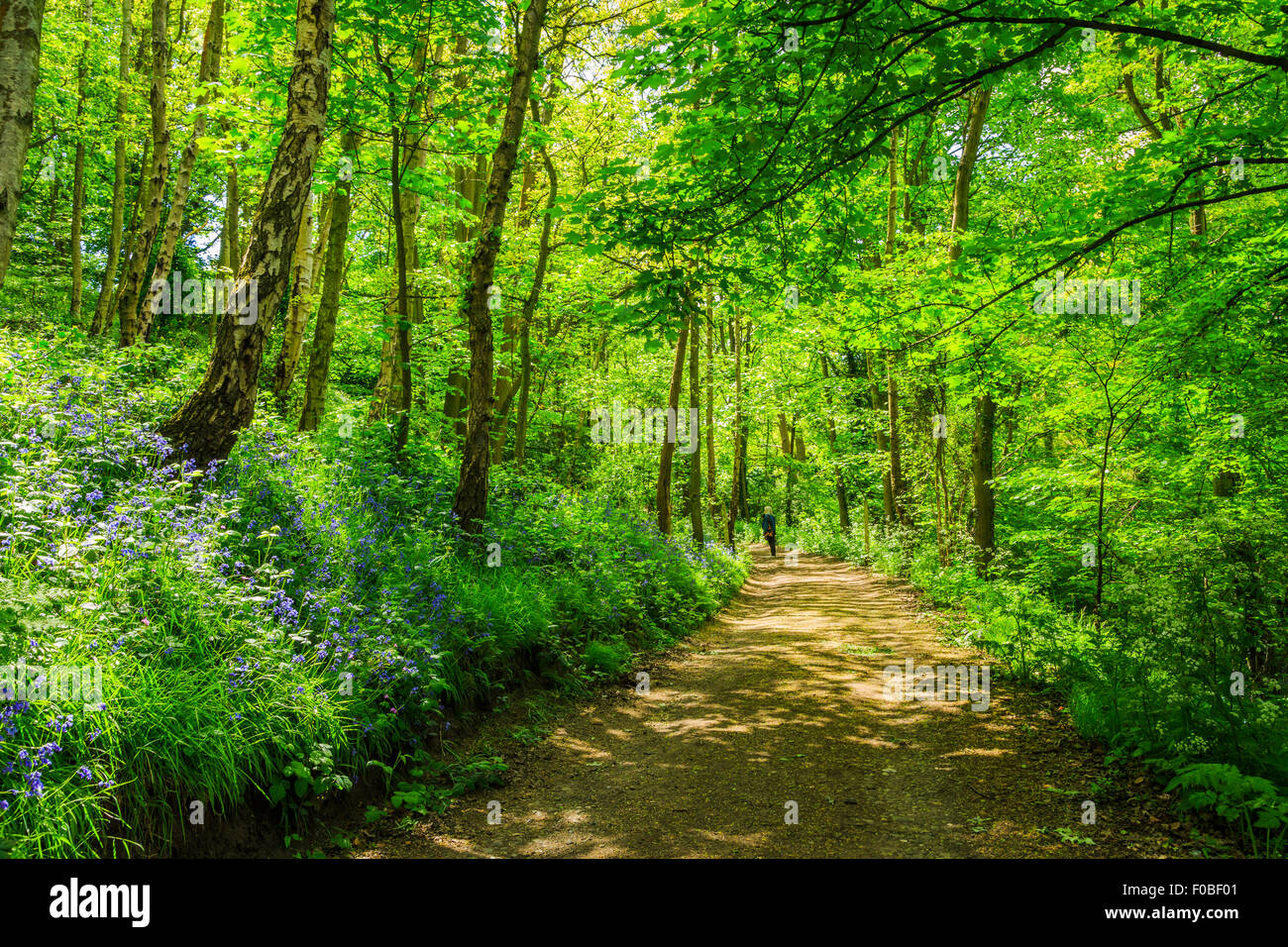 Un grande bosco di boscose paese a piedi con belle bluebells in Kinver, South Staffordshire, Regno Unito Foto Stock