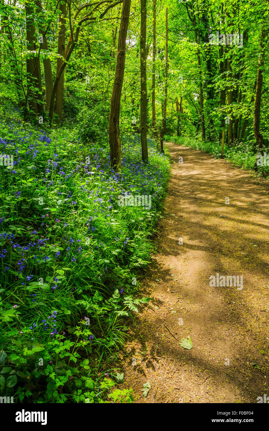 Un grande bosco di boscose paese a piedi con belle bluebells in Kinver, South Staffordshire, Regno Unito Foto Stock