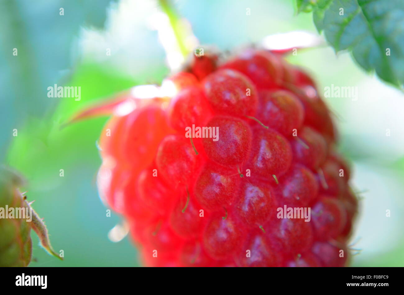 Il Lampone bacche mature, frutta, Bush, rosso, close up Foto Stock