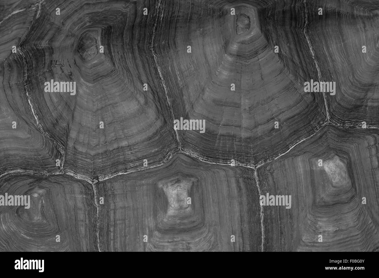Modelli astratti della calotta Tartaruga utilizzati per la mimetizzazione Foto Stock