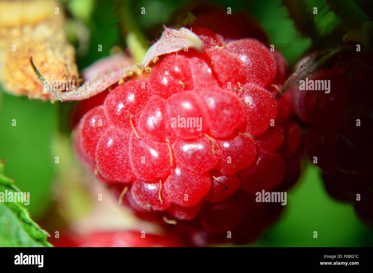 Il Lampone bacche mature, frutta, Bush, rosso, close up Foto Stock