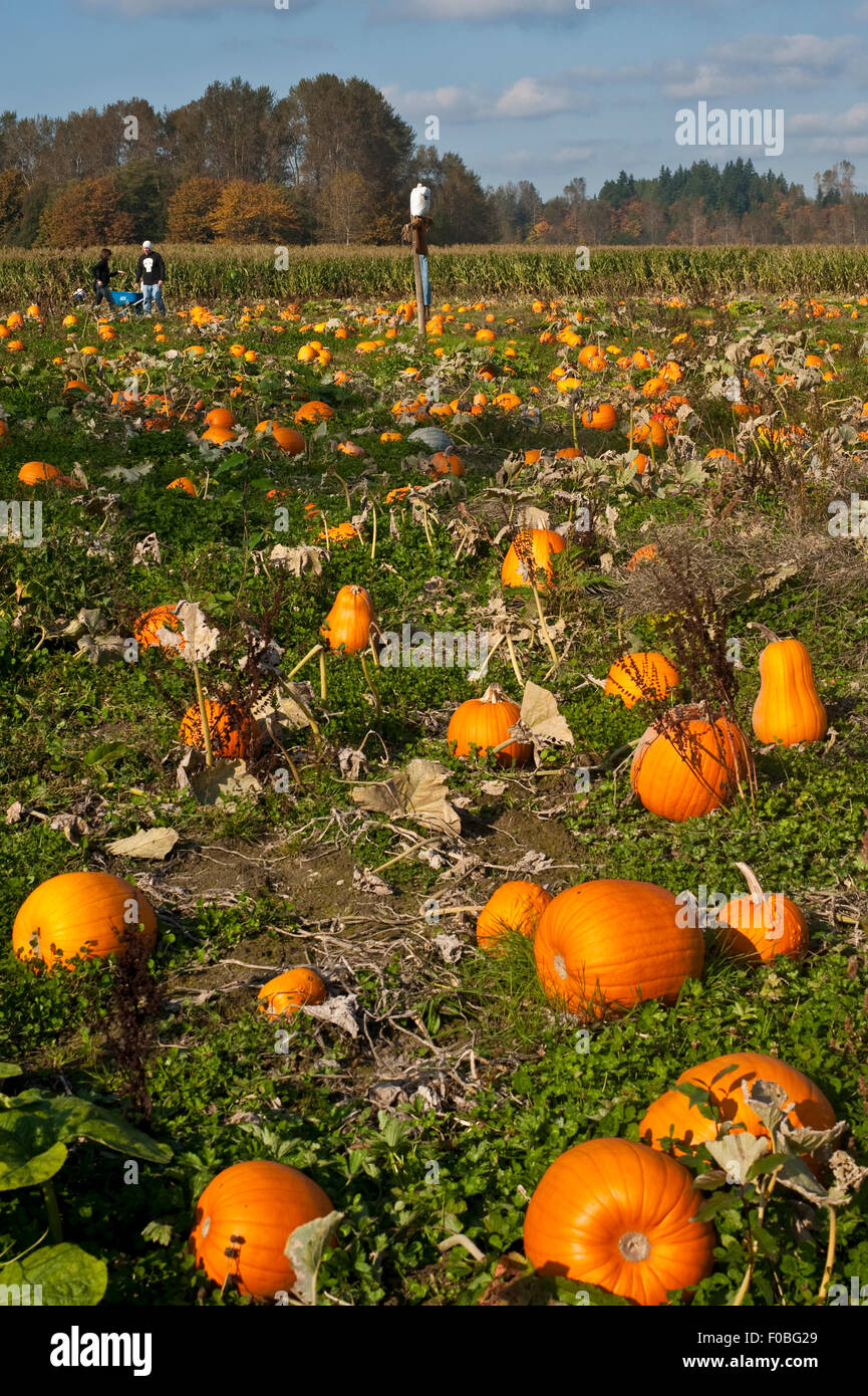 Autunno Zucca Patch diventando pronto per Halloween Foto Stock