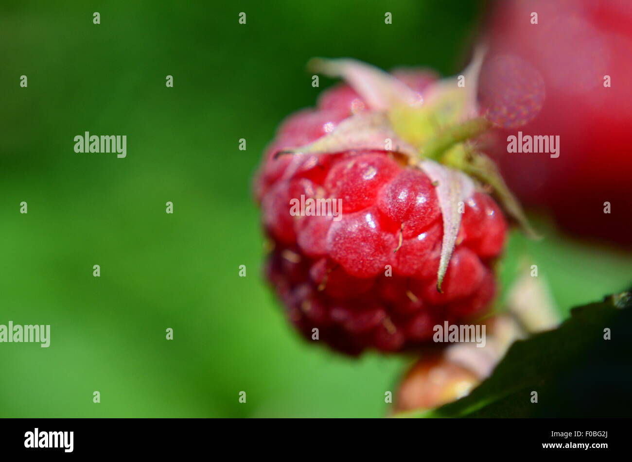 Il Lampone bacche mature, frutta, Bush, rosso, close up Foto Stock