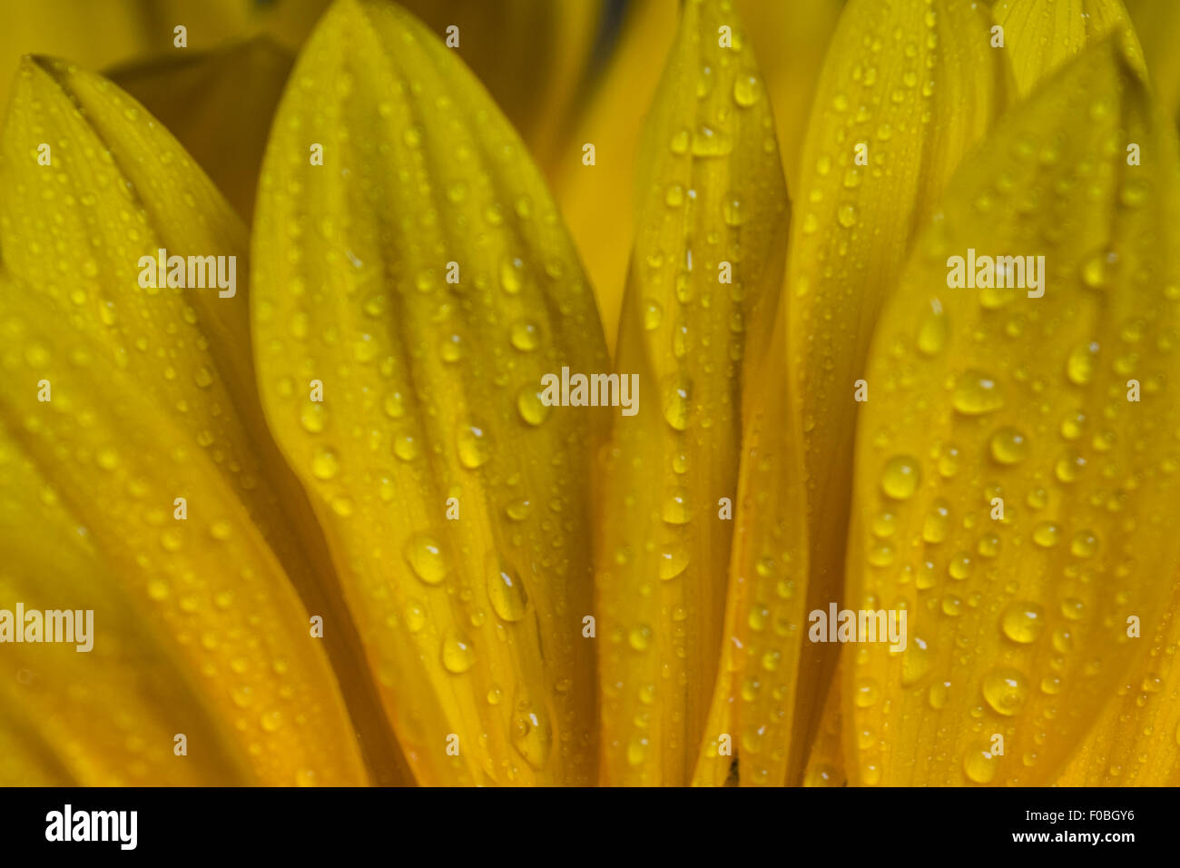 Girasole giallo petali con goccioline di acqua Foto Stock