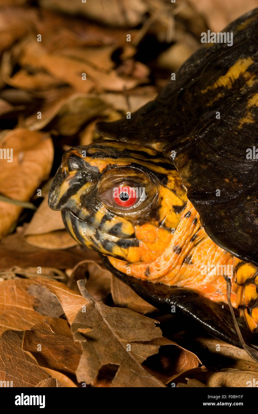 Un orientale Tartaruga scatola del peering fuori dal suo guscio. Foto Stock