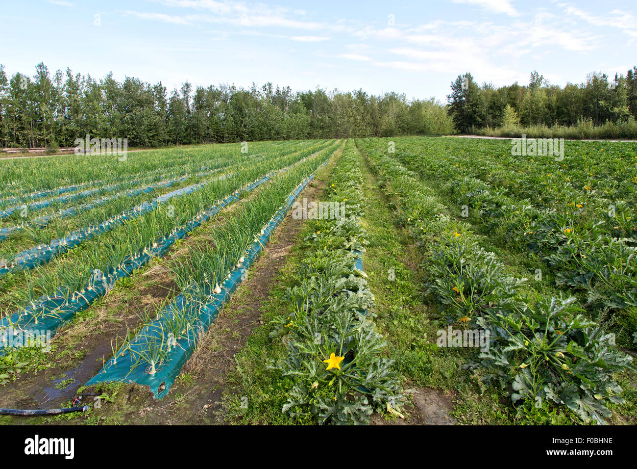 La fioritura e la produzione di frutta zucchine & Ailsa Craig cipolle bianche. Foto Stock