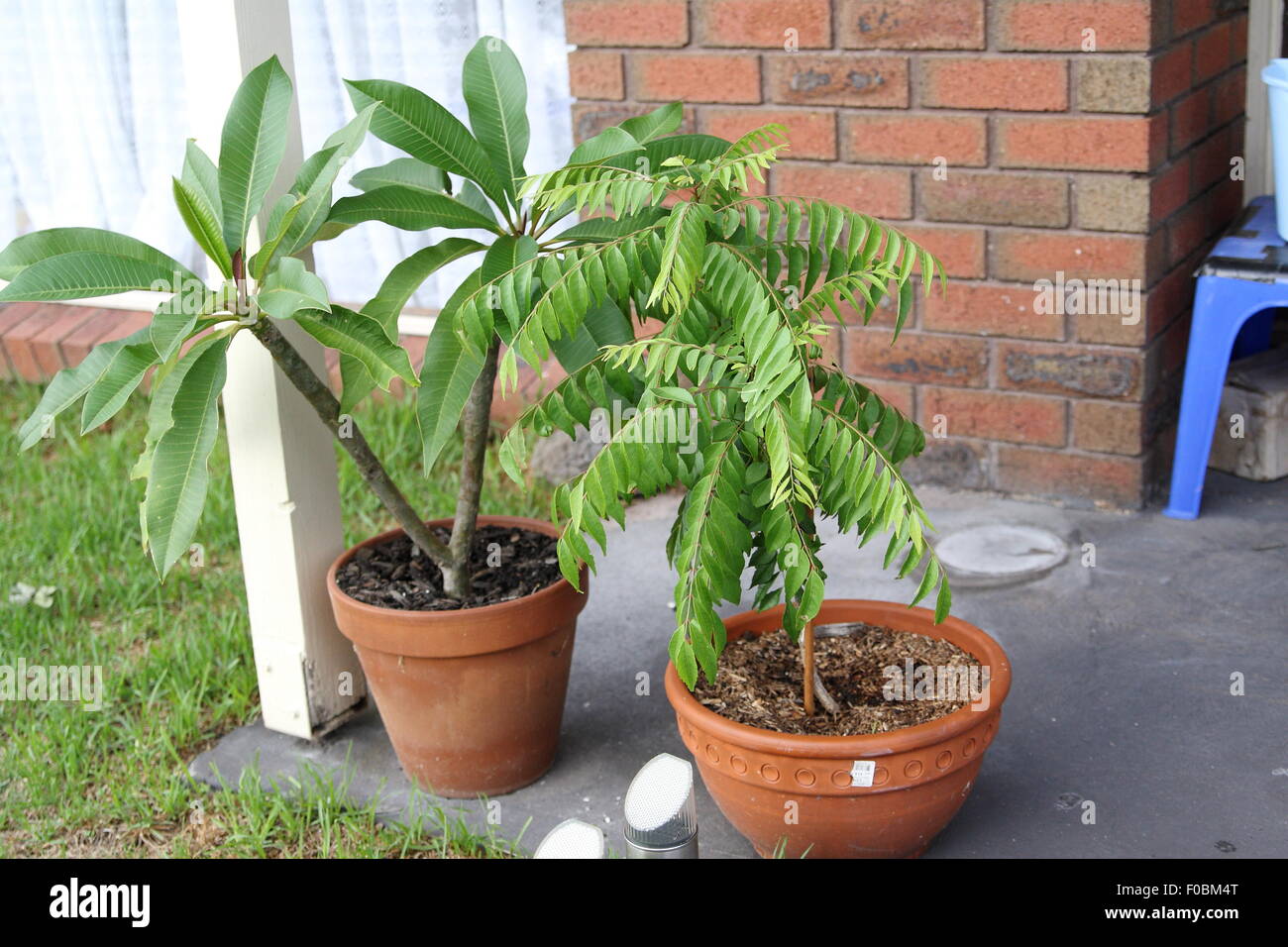 Crescendo il Frangipani e curry pianta in un vaso Foto Stock