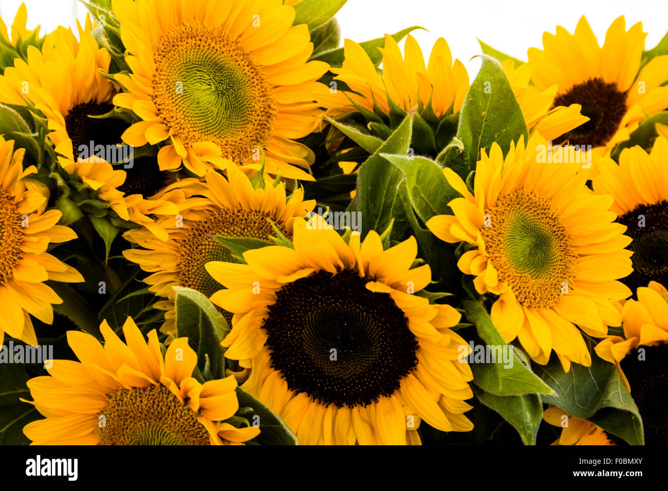 Bouquet luminoso del gigante giallo girasole Foto Stock