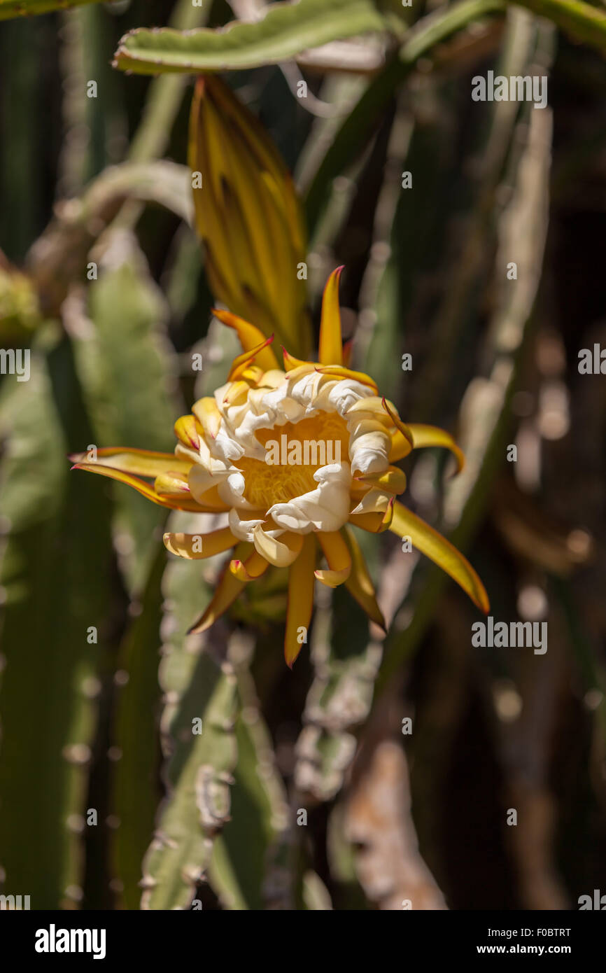Fiore di cactus, Epiphyllum ackermannii, sboccia in un giardino in primavera Foto Stock