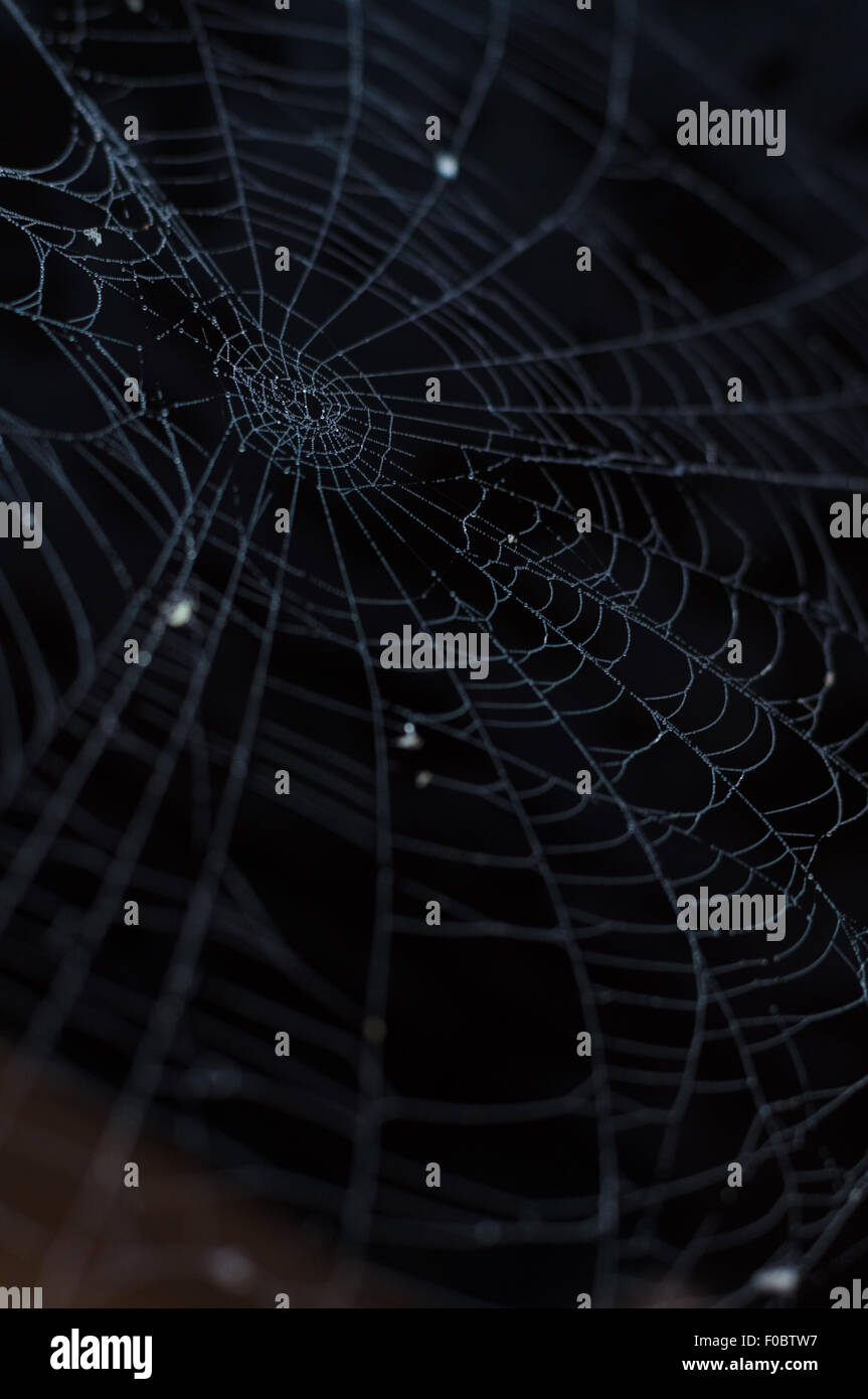 Spider ragnatela closeup con rugiada di mattina contro uno sfondo scuro Foto Stock