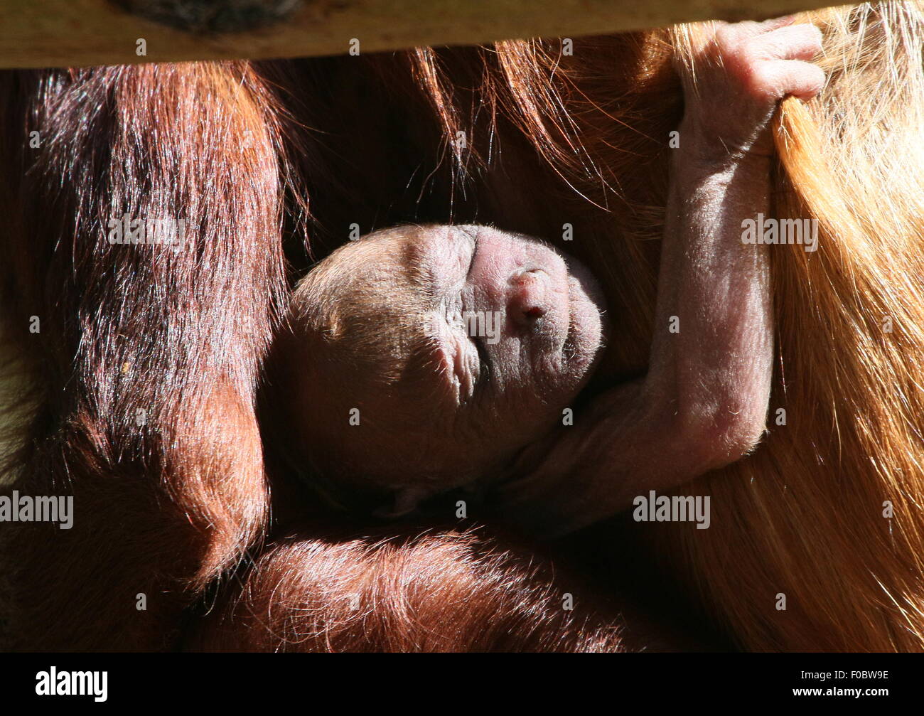 Baby rosso venezuelano scimmia urlatrice (Alouatta Alouatta), poche ore vecchie, aggrappandosi a sua madre al torace Foto Stock