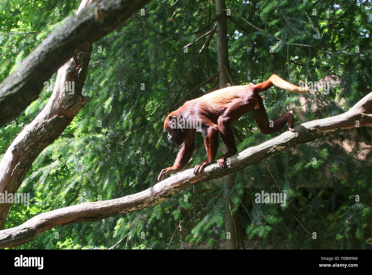 Coppia maschio alfa rosso venezuelano scimmia urlatrice (Alouatta Alouatta) camminando su un ramo di albero Foto Stock