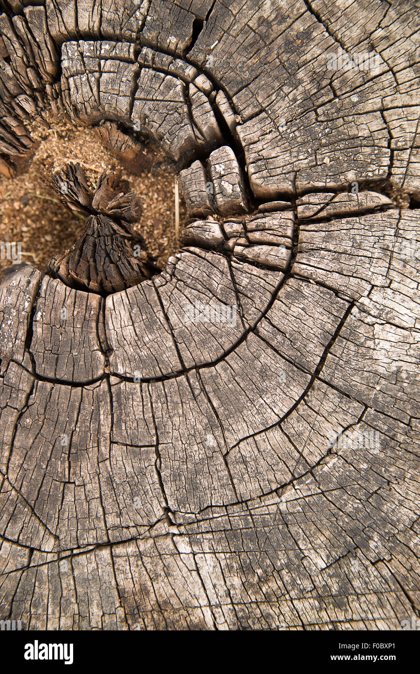 Una sezione del tronco di un vecchio albero Foto Stock