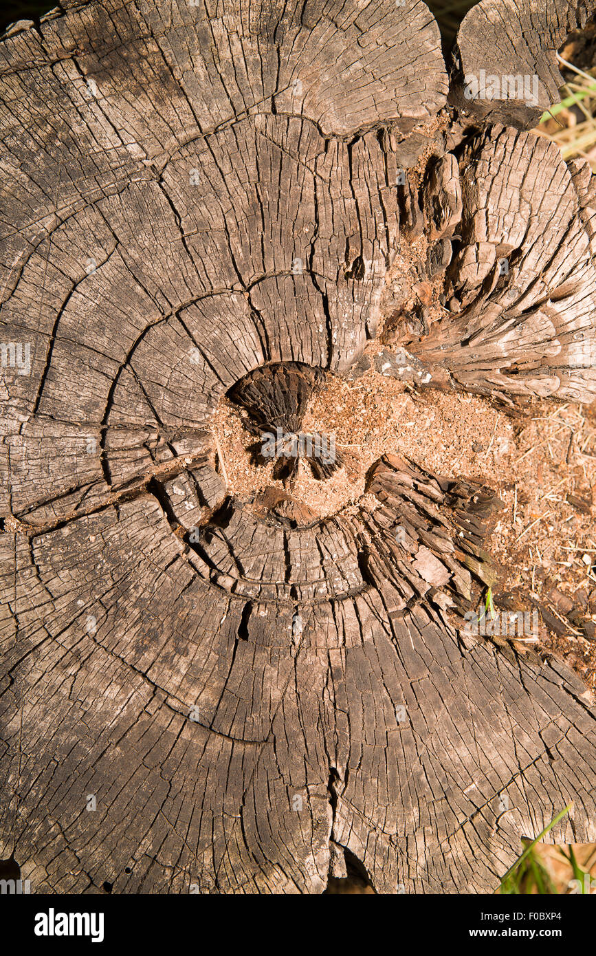 Una sezione del tronco di un vecchio albero Foto Stock