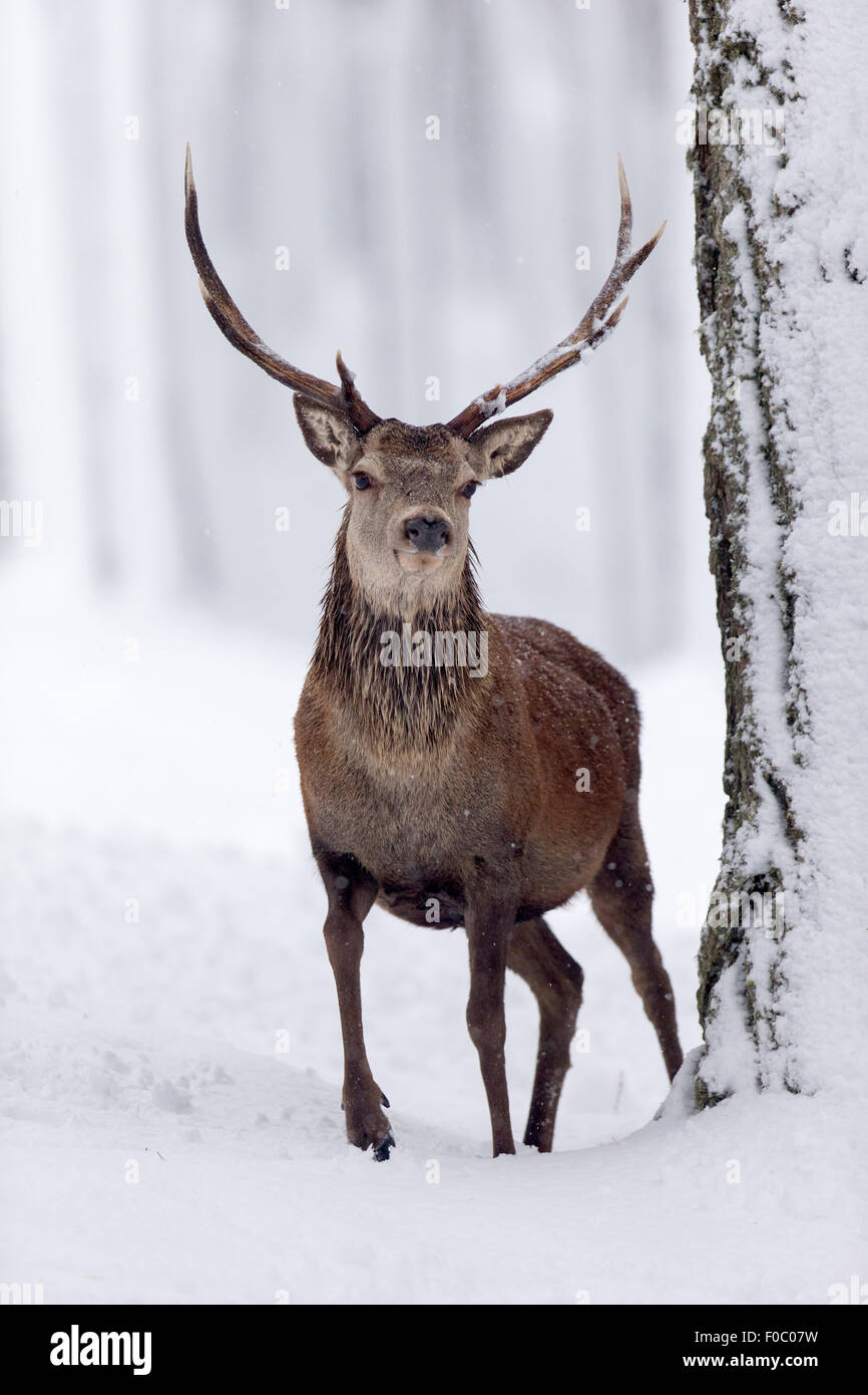 Il cervo (Cervus elaphus) cervi nei boschi innevati in inverno Foto Stock