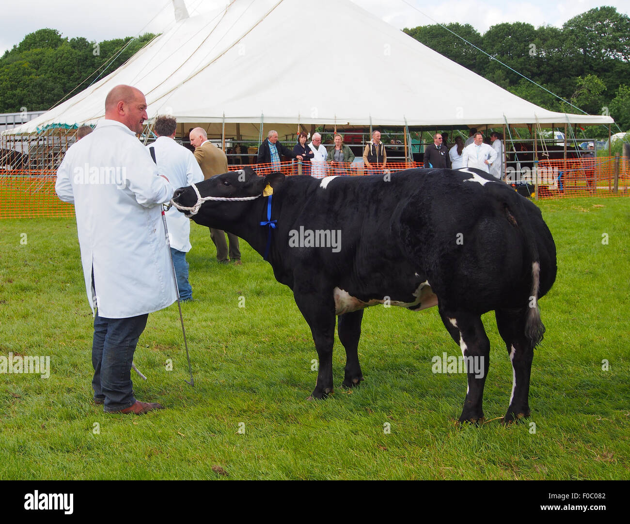 British Blue bull essendo mostrata in Bury spettacolo agricolo in Lancashire, Inghilterra. Foto Stock