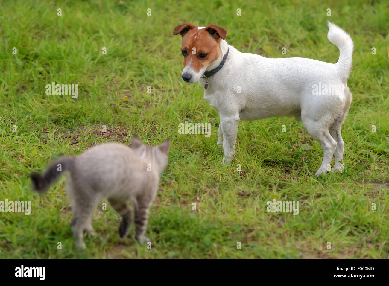 Gattino e cane sul prato verde Foto Stock