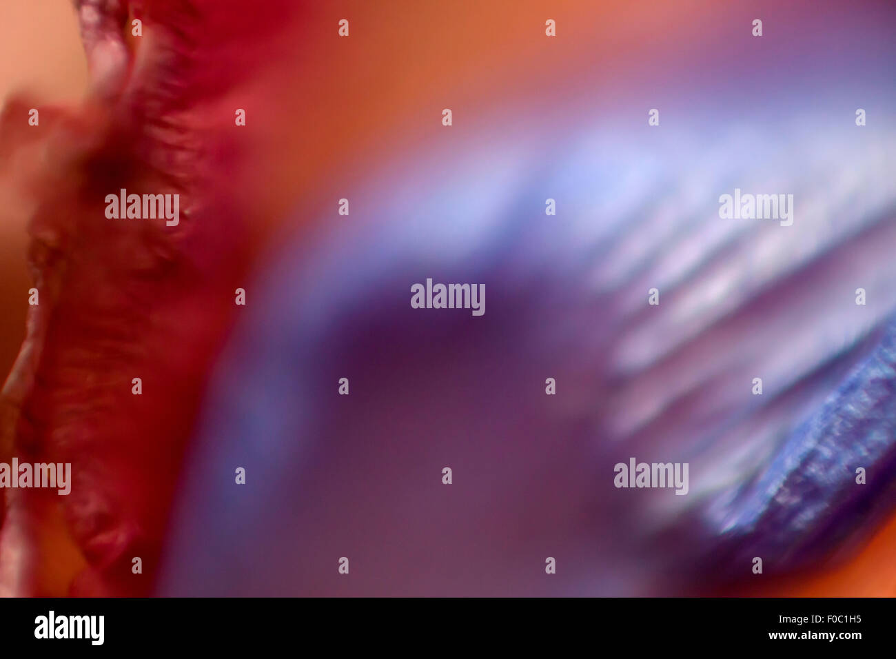 Dettaglio della viola petalo di fiore Foto Stock