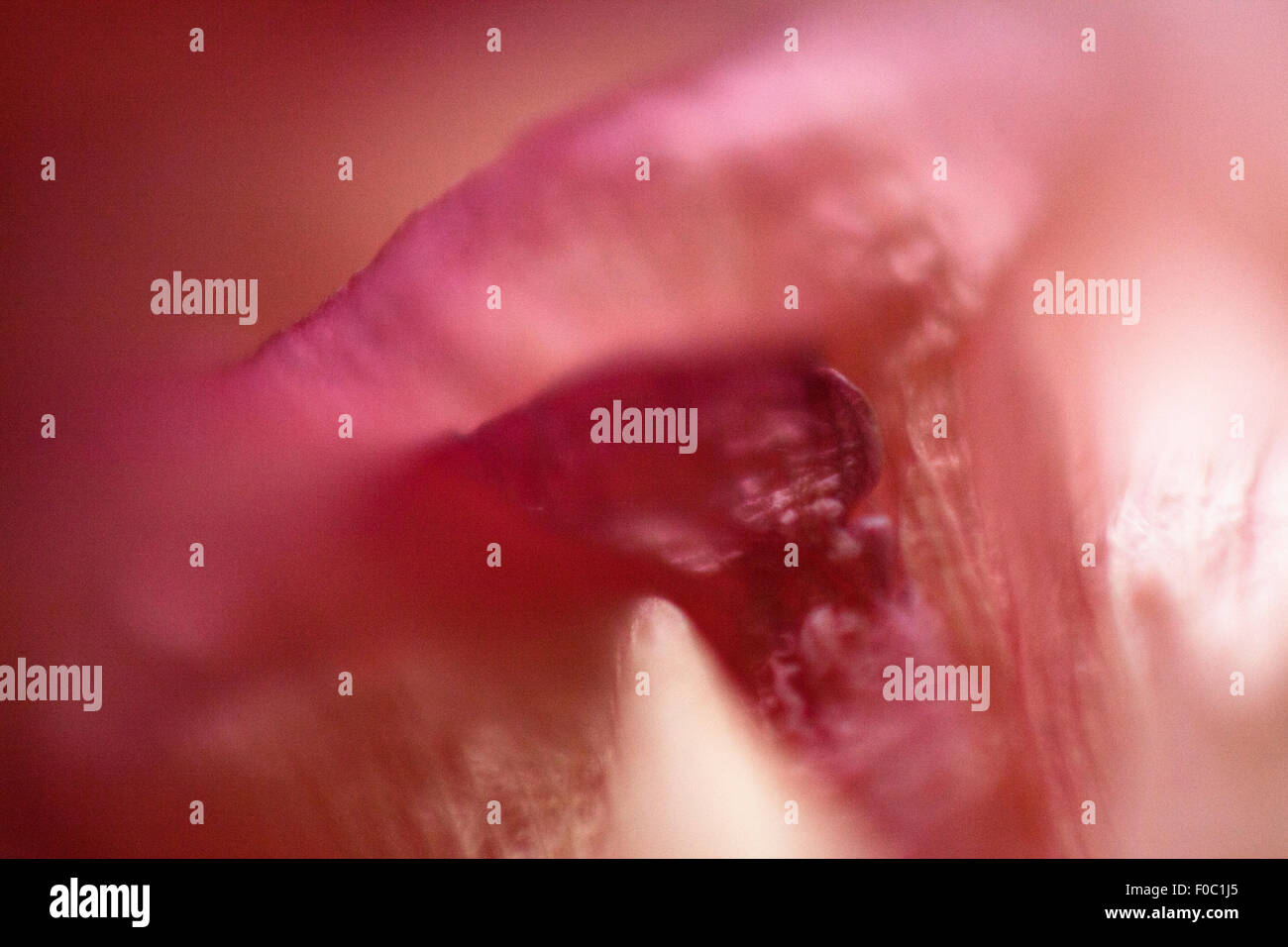 Extreme close-up di petalo di fiore Foto Stock