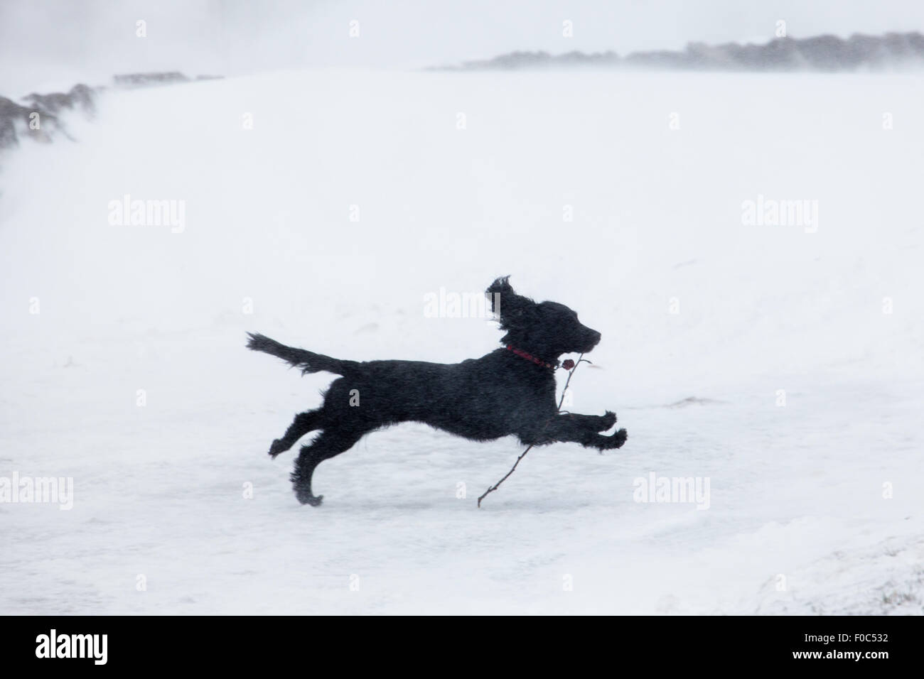 Giocoso cane nero che porta un bastone in bocca mentre corre sulla neve durante le forti nevicate nel Derbyshire Peak District, Inghilterra, Regno Unito Foto Stock