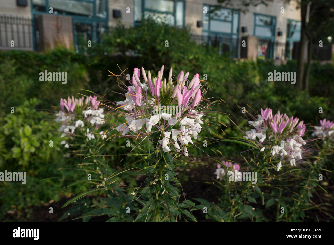 Cleome hassleriana, comunemente noto come spider flower, spider impianto o rosa regina, crescendo in Battery Park City, la città di New York. Foto Stock