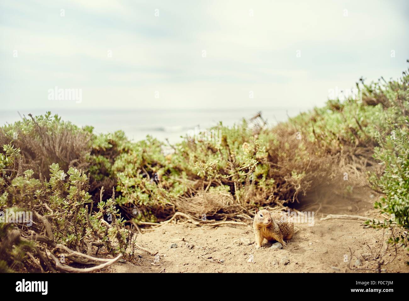 California scoiattolo di terra sulla scogliera, Big Sur, CALIFORNIA, STATI UNITI D'AMERICA Foto Stock
