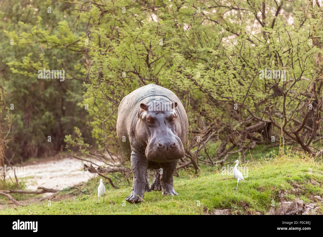 Ippopotamo (Hippopotamus amphibius) camminando sulla terra sulla riva del fiume Zambesi e, Mosi-Oa-Tunya National Park, Zambia Foto Stock