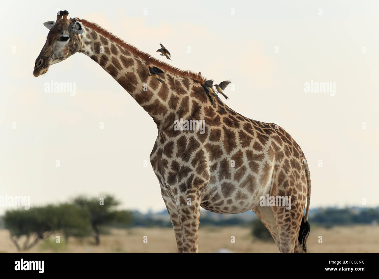 Uccelli in volo e atterraggio su una giraffa. Foto Stock