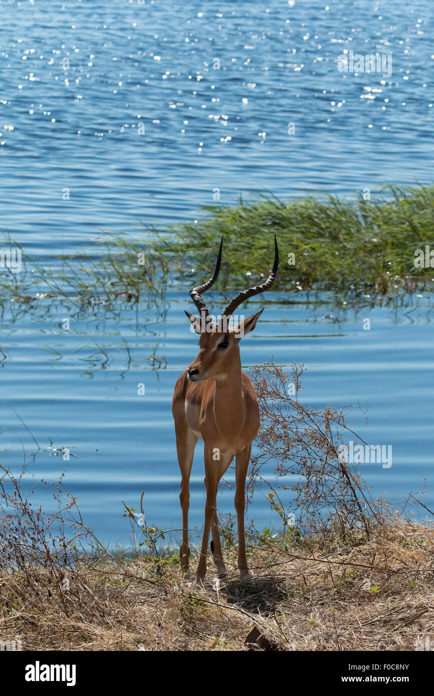Impala in piedi sul lungofiume di Chobe, Botswana, Africa. Dopo l acqua potabile. Foto Stock