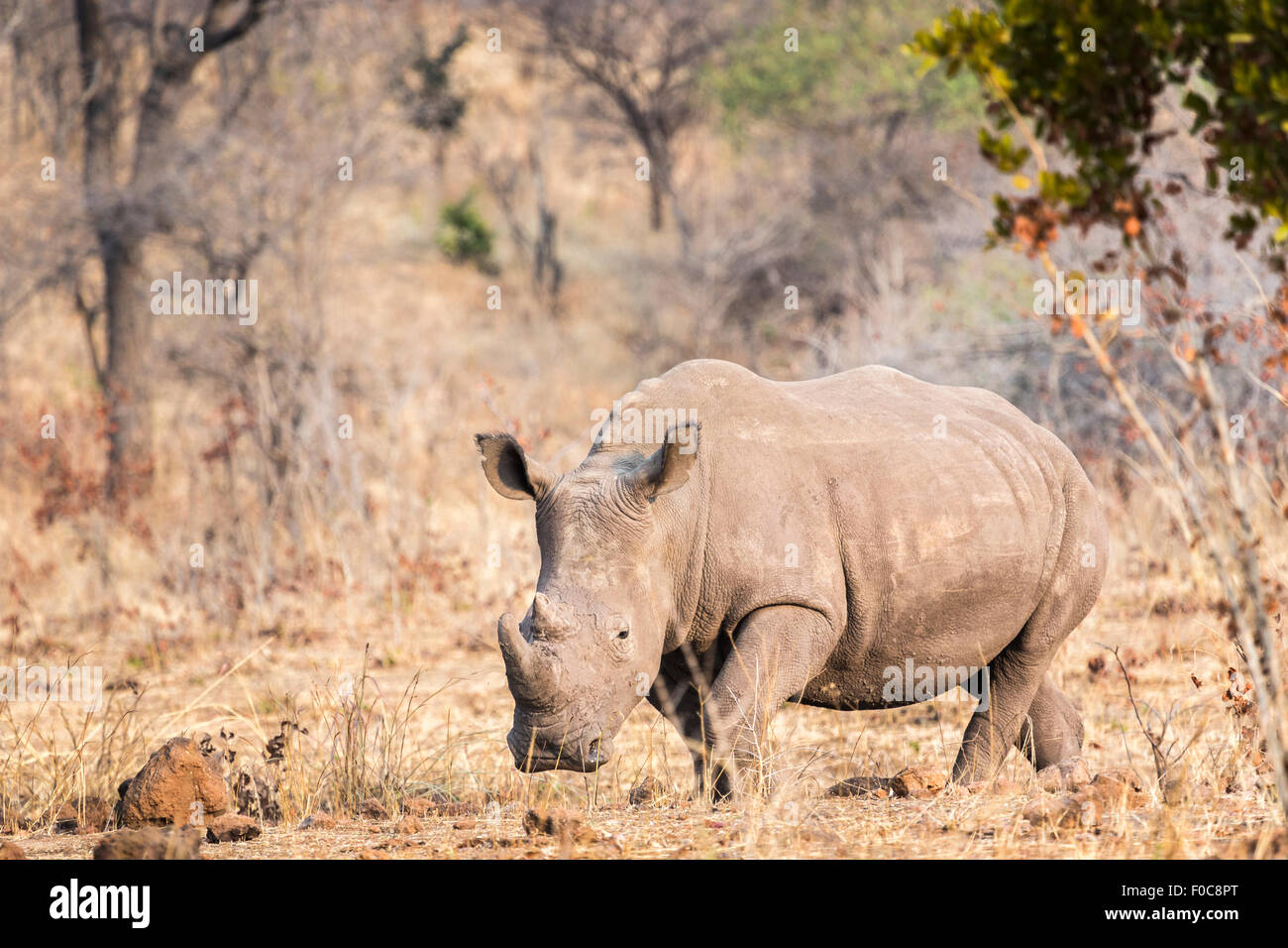In pericolo la conservazione degli animali in via di estinzione: rinoceronte bianco, Ceratotherium simum, nel Mosi-oa-Tunya National Park, Livingstone, Zambia Foto Stock
