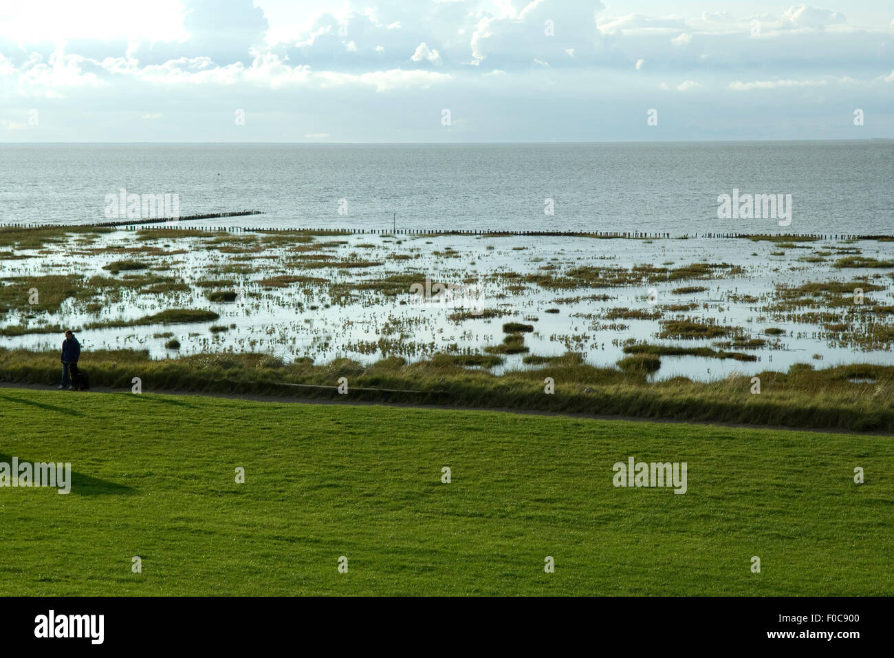 Salzwiesen, Friedrichskoog, Foto Stock