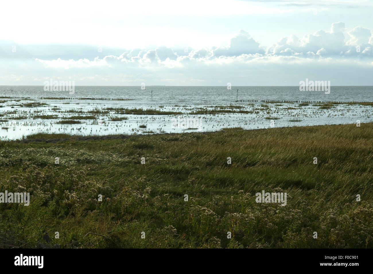 Salzwiesen, Friedrichskoog, Foto Stock