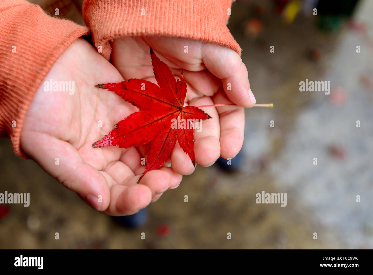 Kid holding wet autumn leaf in mani Foto Stock