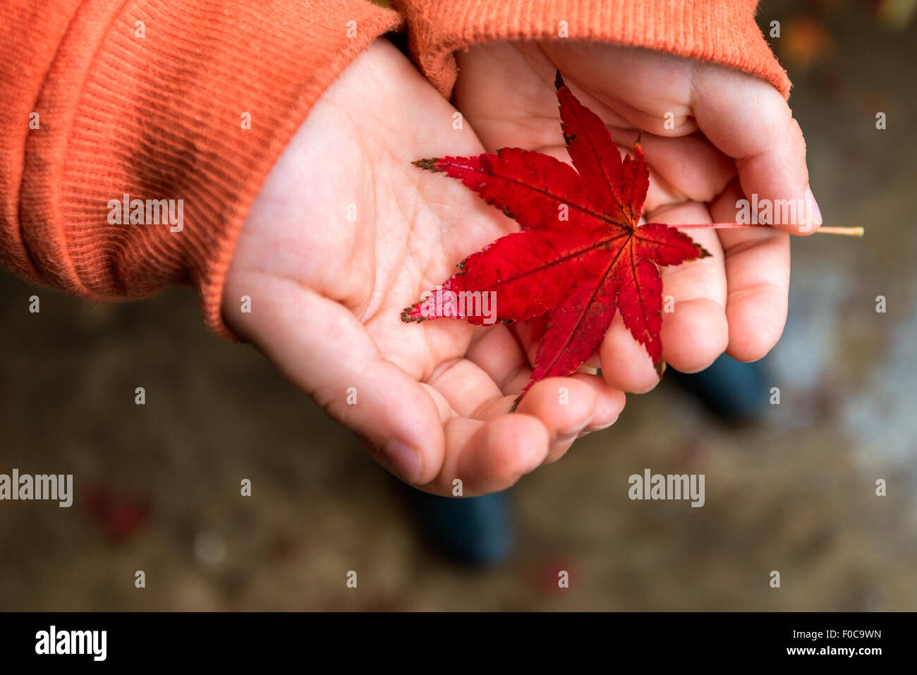 Kid holding autumn leaf nelle sue mani Foto Stock