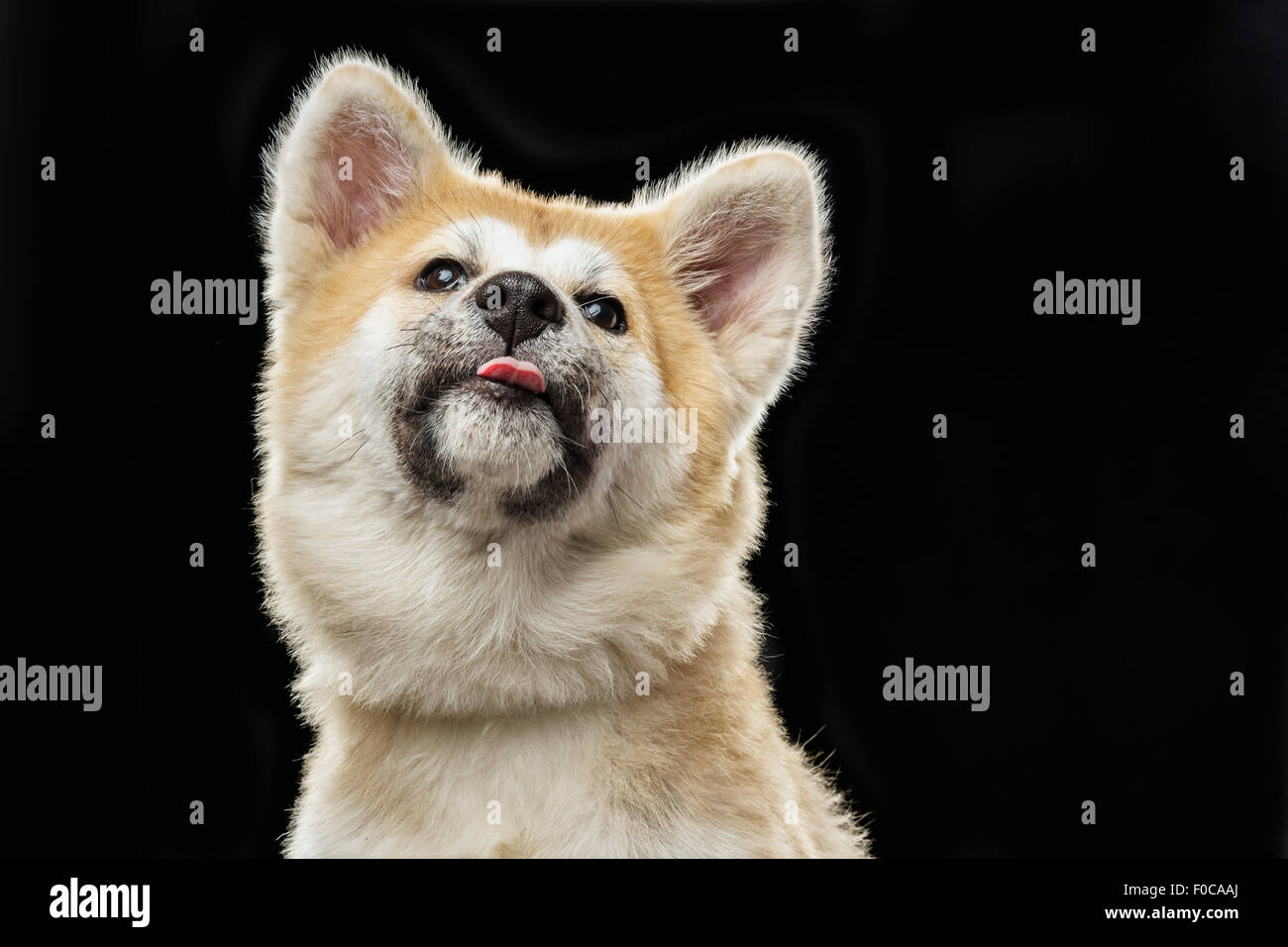 Basso angolo di visione del giapponese Akita spuntavano lingua su sfondo nero Foto Stock