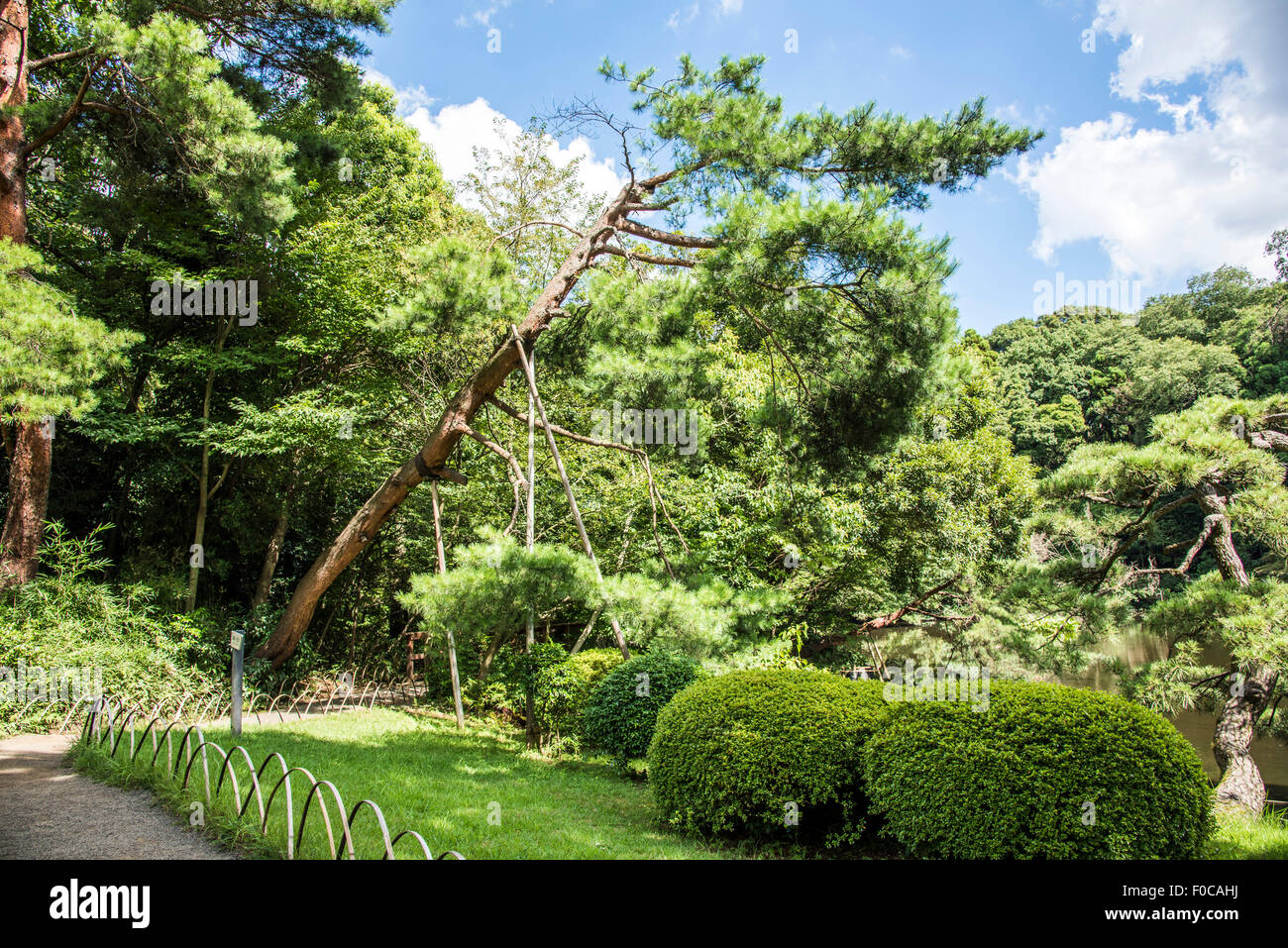 meiji-jingu-santuario-giardino-interno-immagini-e-fotografie-stock-ad